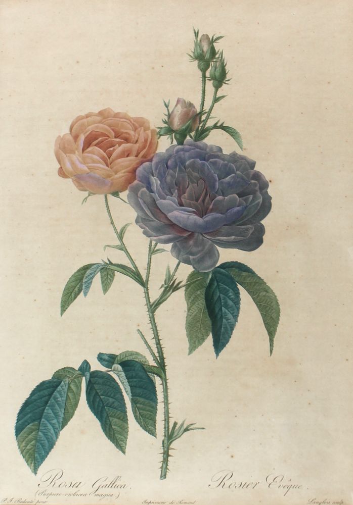Große Abbildung Nr.3: 122-1755 Konvolut: (Varia, Botanik)