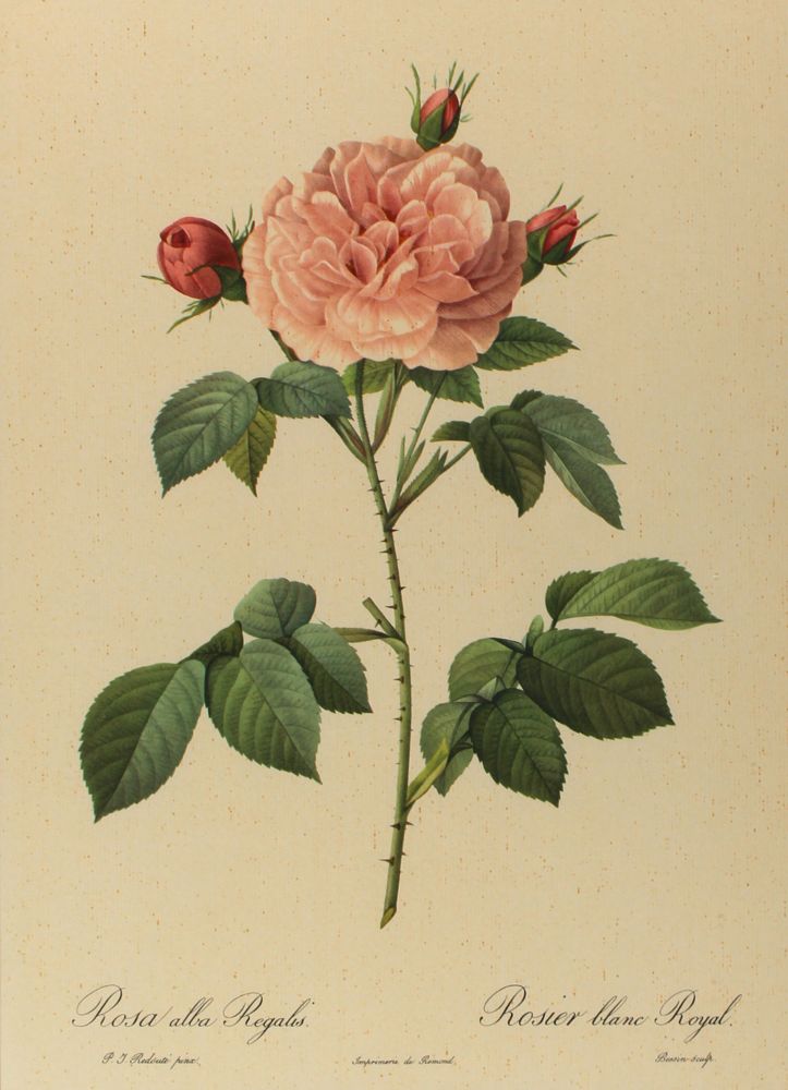 Große Abbildung Nr.6: 122-1755 Konvolut: (Varia, Botanik)