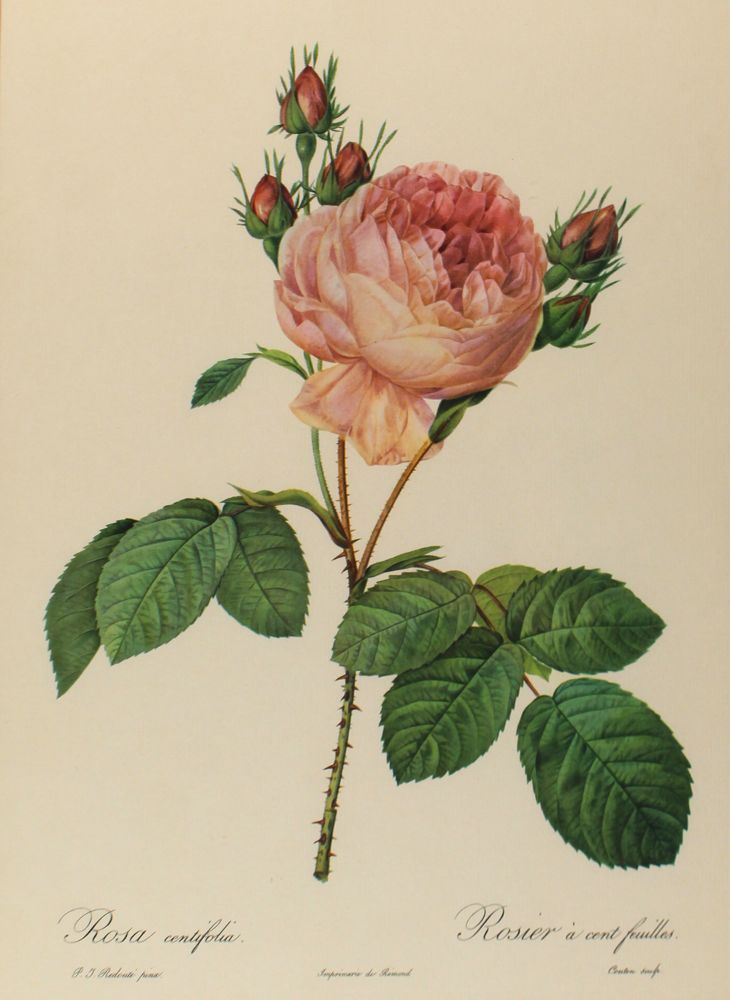 Große Abbildung Nr.7: 122-1755 Konvolut: (Varia, Botanik)