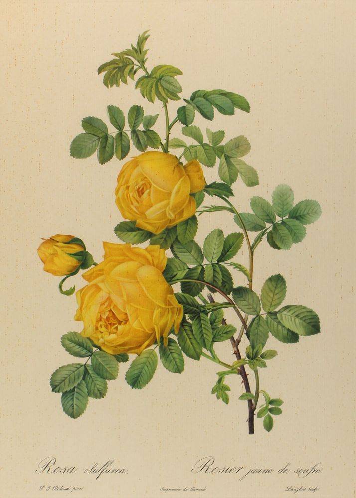 Große Abbildung Nr.8: 122-1755 Konvolut: (Varia, Botanik)