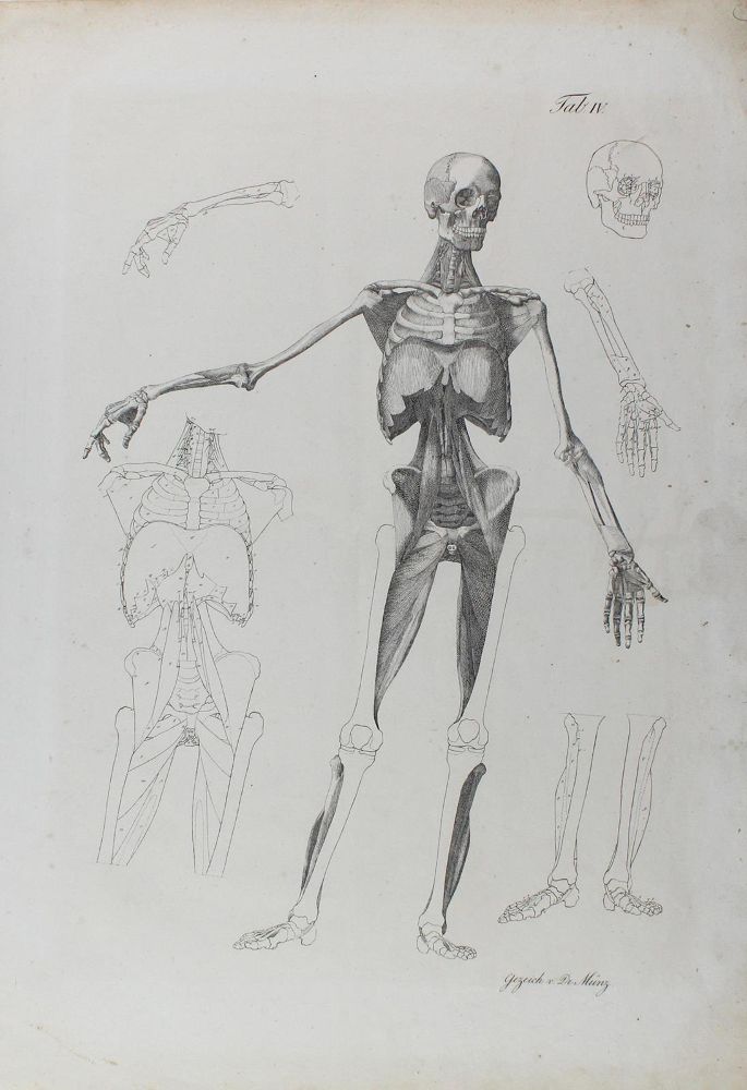 Große Abbildung Nr.1: 122-1823 Anatomie.: (Varia, Medizin)