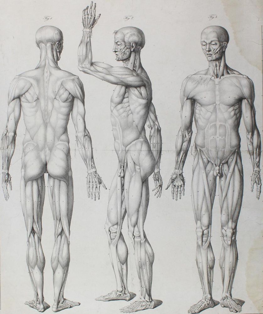 Große Abbildung Nr.3: 122-1823 Anatomie.: (Varia, Medizin)
