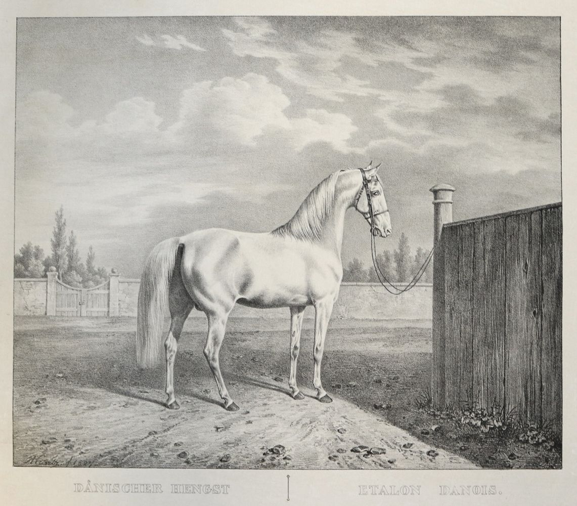 Große Abbildung Nr.1: 122-1918 Kuntz, R.: (Varia, Zoologie, Pferde)