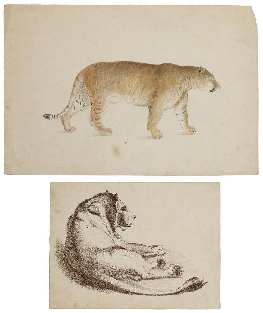 Große Abbildung Nr.1: 122-1919 Sammlung: (Varia, Zoologie)