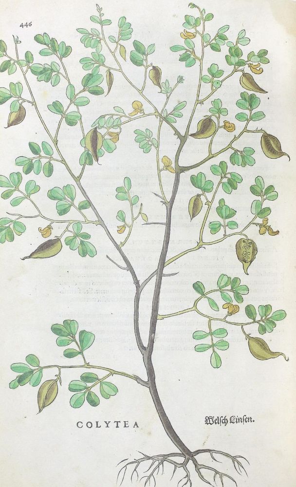 Große Abbildung Nr.5: 122-585 Fuchs,L.: (Faksimile)