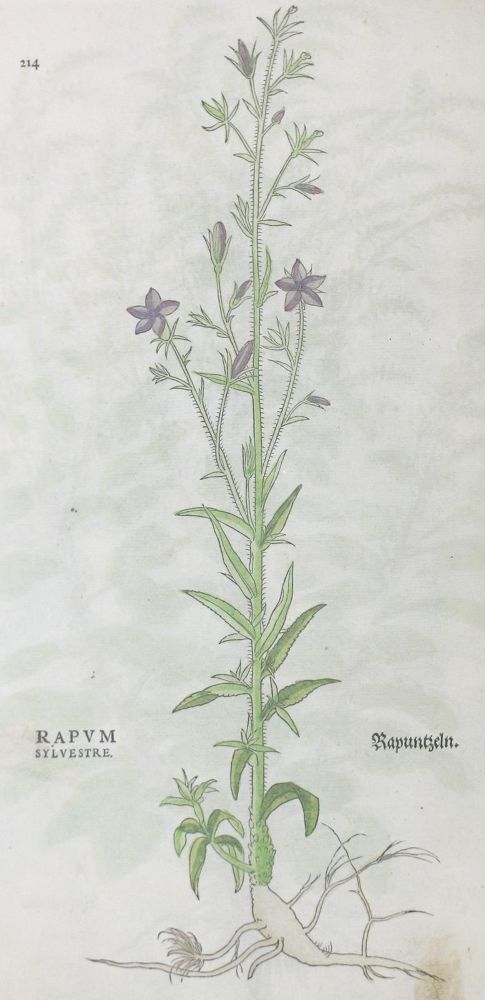 Große Abbildung Nr.6: 122-585 Fuchs,L.: (Faksimile)