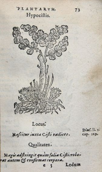 Große Abbildung Nr.1: 122-938 (Du Pinet,A.: (Botanik, Kräuterbücher)