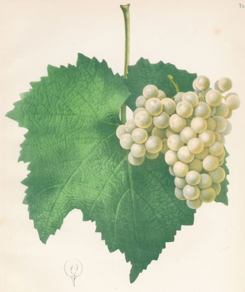 Große Abbildung Nr.2: 122-941 Single,C. (Hrsg.).: (Botanik, Trauben)