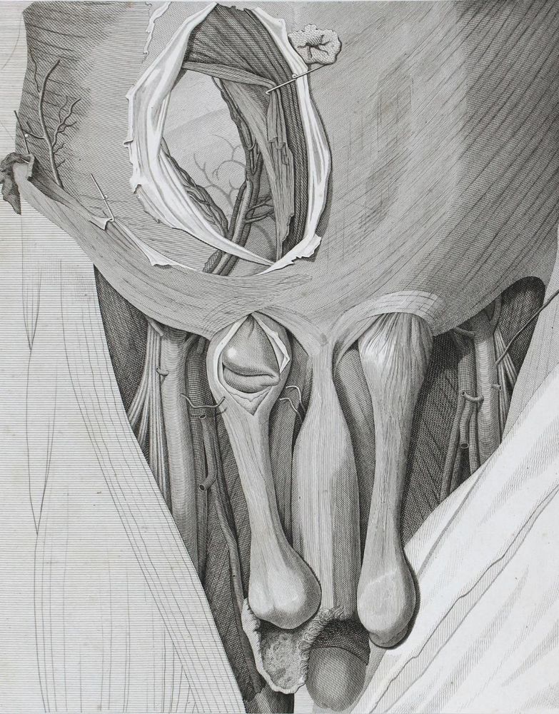 Große Abbildung Nr.1: 122-964 Scarpa,A.: (Medizin)