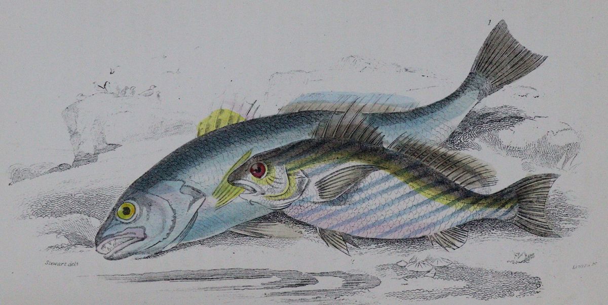 Große Abbildung Nr.1: 122-971 Hamilton,R.: (Zoologie, Fische)