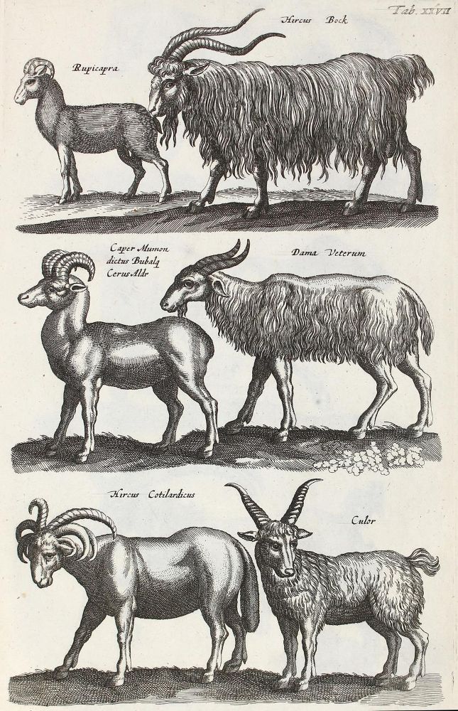 Große Abbildung Nr.2: 122-974 Jo(h)nston,J.: (Zoologie)