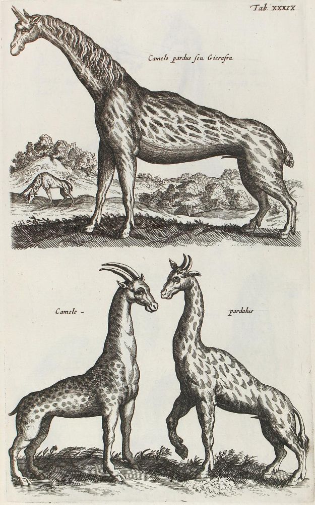 Große Abbildung Nr.3: 122-974 Jo(h)nston,J.: (Zoologie)