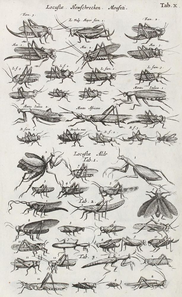 Große Abbildung Nr.4: 122-974 Jo(h)nston,J.: (Zoologie)