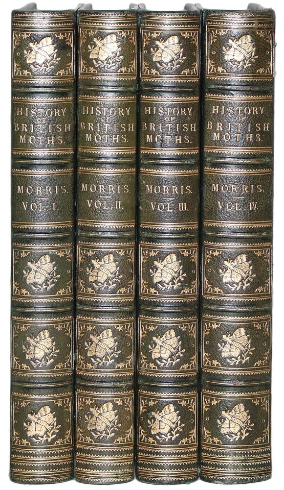Große Abbildung Nr.1: 122-979 Morris,F.O.: (Zoologie, Schmetterlinge)