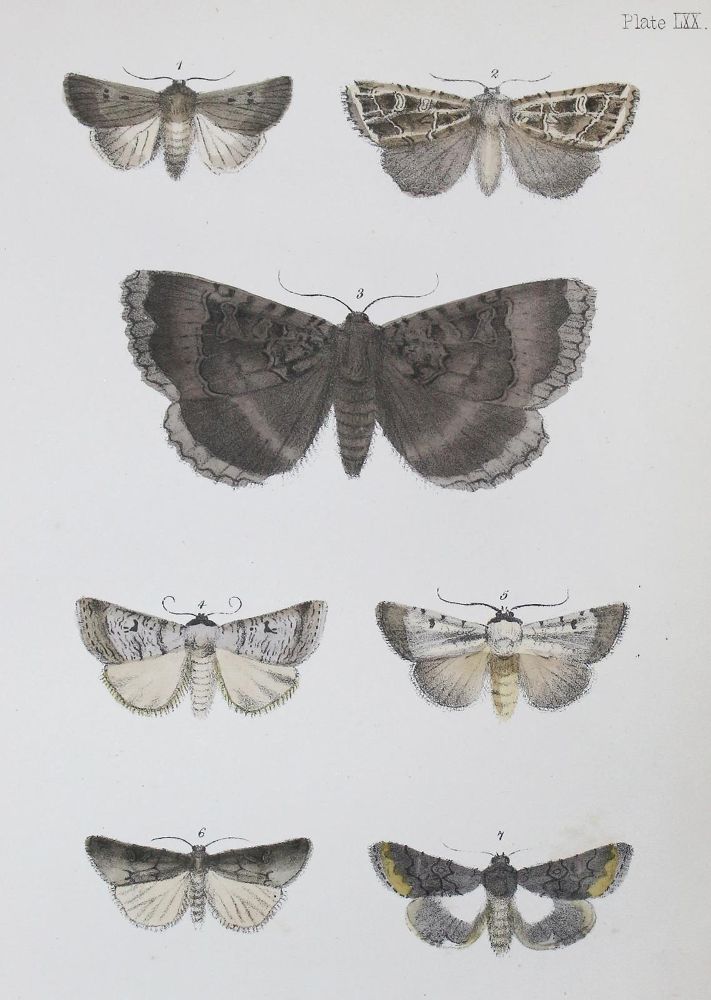 Große Abbildung Nr.2: 122-979 Morris,F.O.: (Zoologie, Schmetterlinge)
