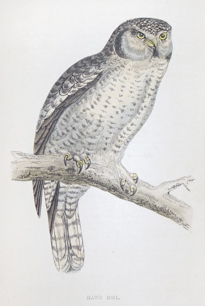 Große Abbildung Nr.1: 122-981 Morris,F.O.: (Zoologie, Vögel, Grossbritannien)