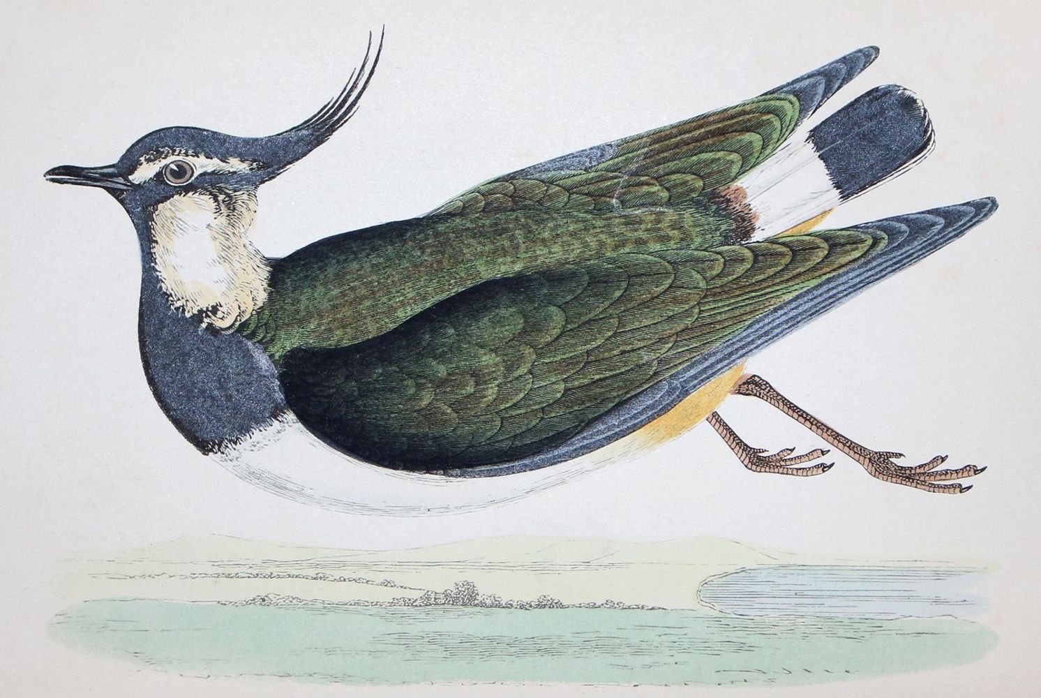 Große Abbildung Nr.2: 122-981 Morris,F.O.: (Zoologie, Vögel, Grossbritannien)