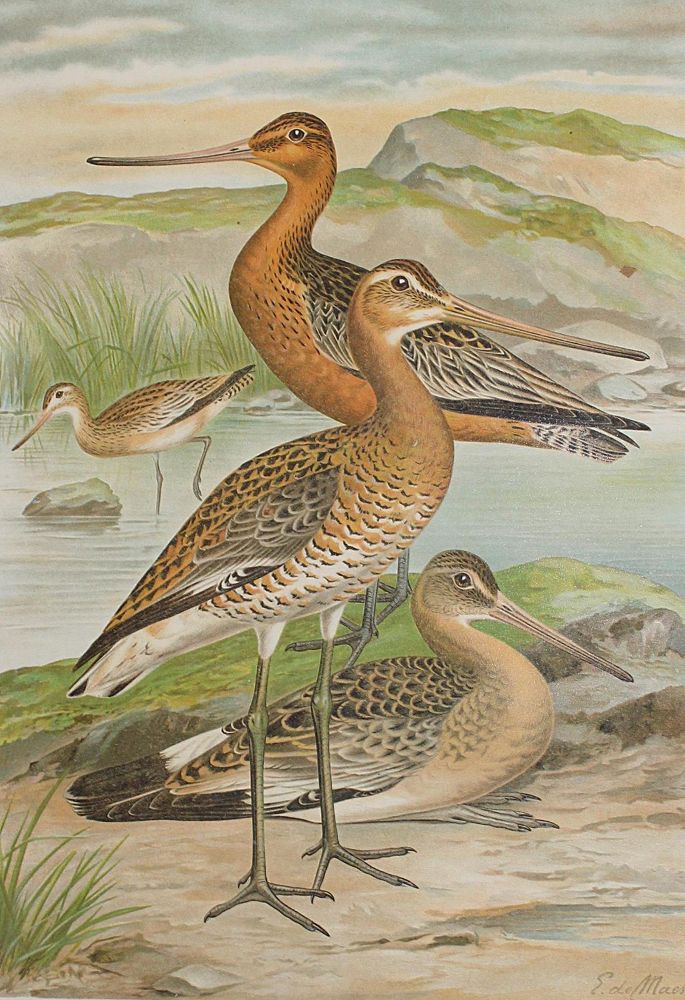 Große Abbildung Nr.1: 122-984 Naumann,J.A.: (Zoologie, Vögel)