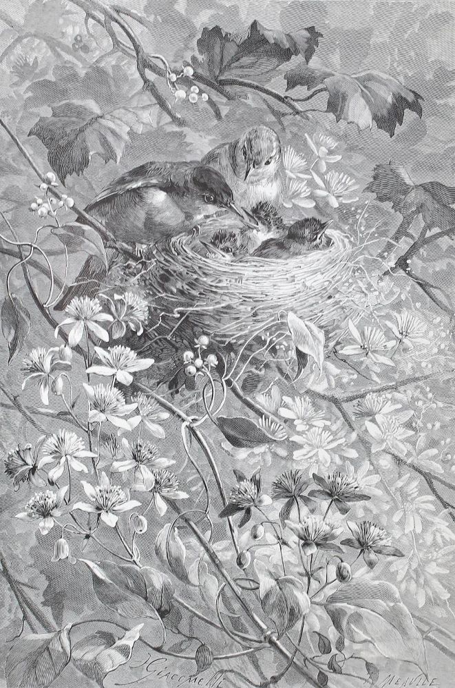 Große Abbildung Nr.1: 122-985 Watkins,M.G.: (Zoologie, Vögel)