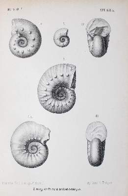 Bild Nr.1: 122-1016 Mittheilungen aus dem Jahrbuche: (Verschiedene Gebiete - Varia, Geologie - Mineralogie u. Paläontologie, Ungarn)