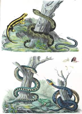 Bild Nr.1: 122-1044 Schinz,H.R.: (Verschiedene Gebiete - Varia)