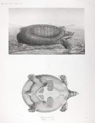 Bild Nr.4: 122-1055 Description de l'Egypte.: (Afrika, Ägypten)