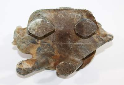 Bild Nr.4: 122-1453 Longgui die Drachenschildkröte: (Asiatika)