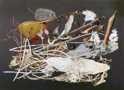 Bild Nr.5: 122-1710 Brodmann, Uwe: (Photographie)