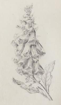 Bild Nr.1: 122-1754 Botanik.: (Varia, Botanik)