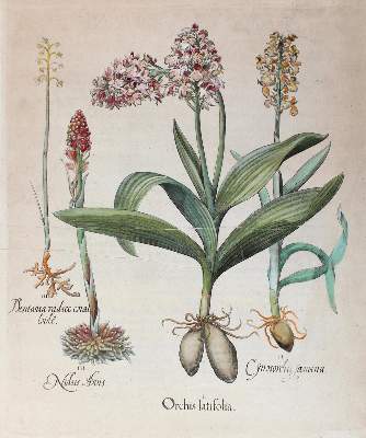Bild Nr.1: 122-1756 Purpur- u. Wanzen-Knabenkraut, Nest- u. Korallenwurz.: (Varia, Botanik)