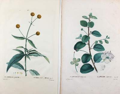 Bild Nr.2: 122-1757 Redoute,P.J.: (Varia, Botanik)