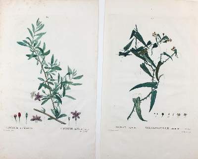 Bild Nr.3: 122-1757 Redoute,P.J.: (Varia, Botanik)