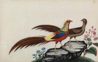 Bild Nr.1: 122-1760 Goldfasan: (Varia, China)