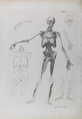 Bild Nr.1: 122-1823 Anatomie.: (Varia, Medizin)