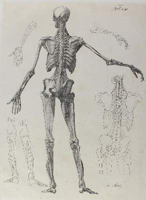 Bild Nr.2: 122-1823 Anatomie.: (Varia, Medizin)