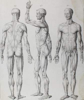 Bild Nr.3: 122-1823 Anatomie.: (Varia, Medizin)