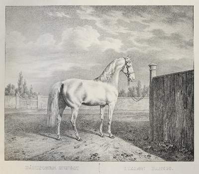 Bild Nr.1: 122-1918 Kuntz, R.: (Varia, Zoologie, Pferde)