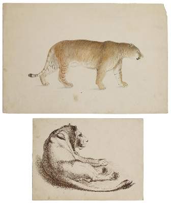 Bild Nr.1: 122-1919 Sammlung: (Varia, Zoologie)