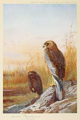 Bild Nr.1: 122-3759 Thorburn, Archibald: (Künstlergraphik)