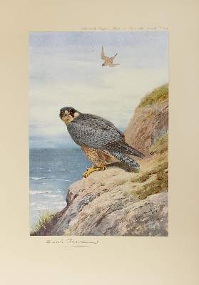 Bild Nr.5: 122-3759 Thorburn, Archibald: (Künstlergraphik)