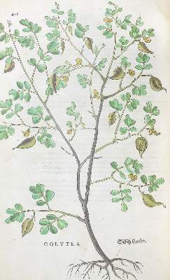 Bild Nr.5: 122-585 Fuchs,L.: (Faksimile)