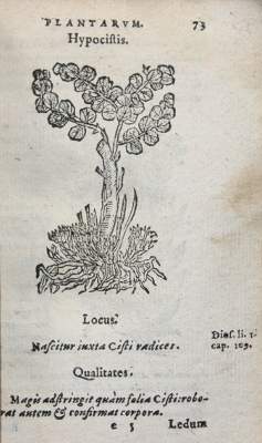 Bild Nr.1: 122-938 (Du Pinet,A.: (Botanik, Kräuterbücher)