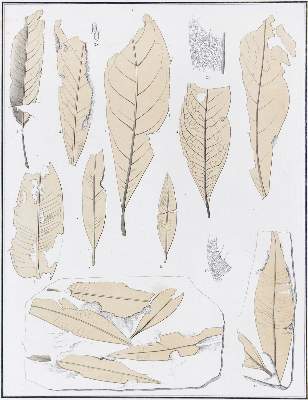 Bild Nr.1: 122-940 Heer,O.: (Botanik, Schweiz)