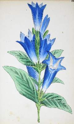 Bild Nr.1: 122-942 Weber,J.C.: (Botanik)