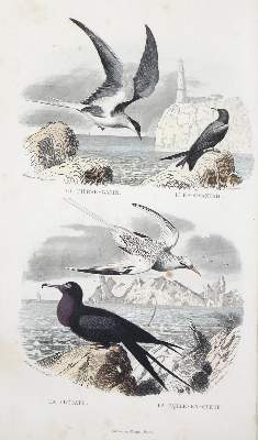 Bild Nr.1: 122-969 Buffon,G.L.L.de.: (Zoologie)
