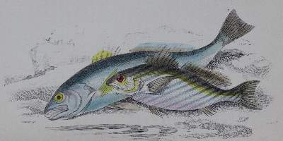 Bild Nr.1: 122-971 Hamilton,R.: (Zoologie, Fische)