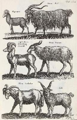 Bild Nr.2: 122-974 Jo(h)nston,J.: (Zoologie)