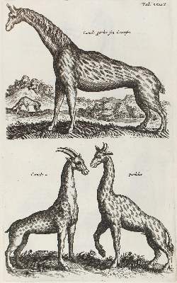 Bild Nr.3: 122-974 Jo(h)nston,J.: (Zoologie)
