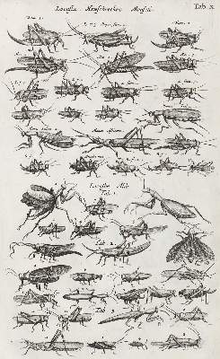 Bild Nr.4: 122-974 Jo(h)nston,J.: (Zoologie)