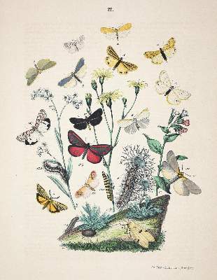 Bild Nr.1: 122-978 Heinemann,H.v.: (Zoologie, Schmetterlinge)
